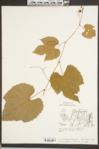 Vitis labrusca image