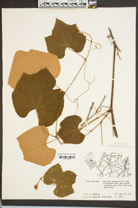 Vitis labrusca image