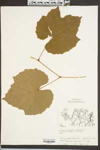 Vitis labrusca image