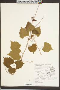 Vitis rotundifolia image