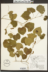 Vitis rotundifolia image