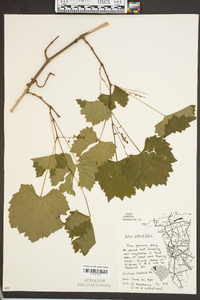 Vitis rotundifolia image