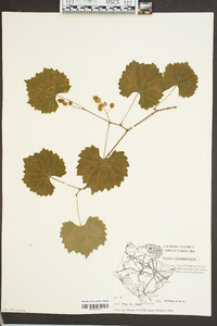 Vitis rotundifolia image