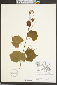 Vitis rotundifolia image