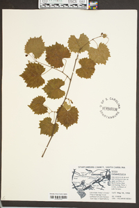 Vitis rotundifolia image