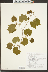 Vitis rotundifolia image