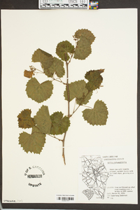 Vitis rotundifolia image