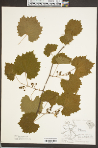 Vitis rotundifolia image