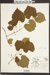 Vitis rotundifolia image