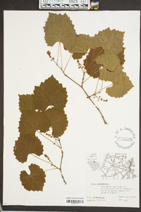 Vitis rotundifolia image