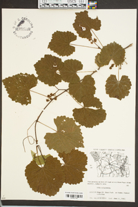 Vitis rotundifolia image