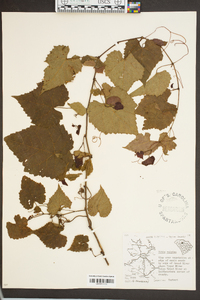 Vitis vulpina image