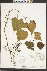 Vitis vulpina image