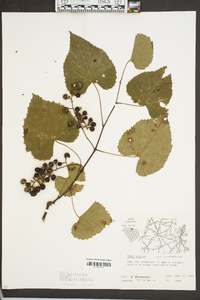 Vitis vulpina image