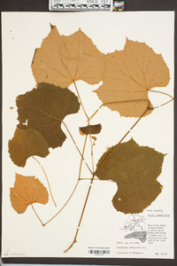 Vitis labrusca image