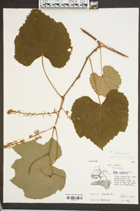 Vitis vulpina image