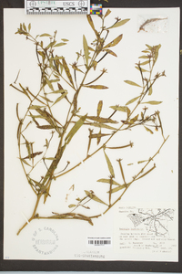 Ludwigia leptocarpa image