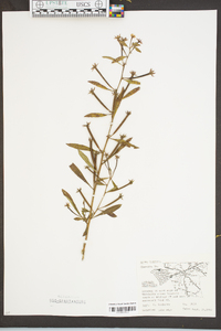 Ludwigia leptocarpa image