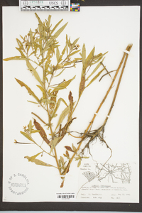 Ludwigia leptocarpa image