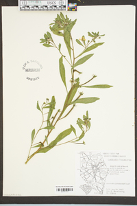 Ludwigia leptocarpa image