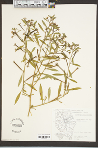 Ludwigia leptocarpa image