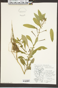 Ludwigia leptocarpa image