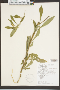 Ludwigia leptocarpa image