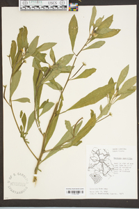 Ludwigia leptocarpa image