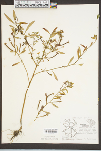 Ludwigia leptocarpa image