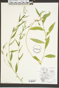Ludwigia decurrens image