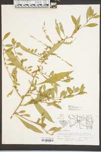 Ludwigia glandulosa image