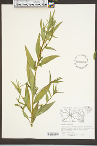 Ludwigia decurrens image