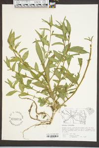 Ludwigia decurrens image