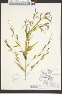 Ludwigia decurrens image