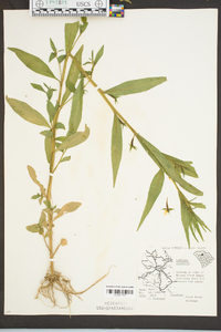 Ludwigia decurrens image