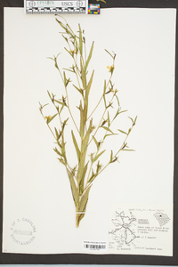 Ludwigia decurrens image