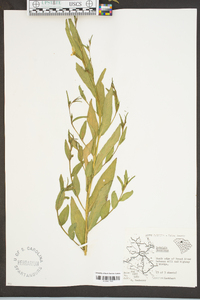 Ludwigia decurrens image