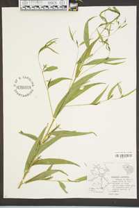 Ludwigia decurrens image