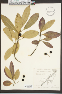 Nyssa sylvatica var. biflora image