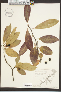 Nyssa sylvatica var. biflora image