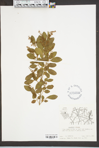 Ligustrum sinense image