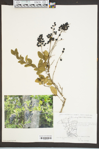 Ligustrum sinense image