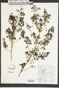 Ligustrum sinense image