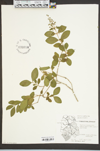 Ligustrum sinense image