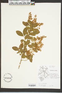 Ligustrum sinense image