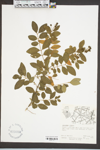 Ligustrum sinense image