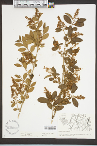 Ligustrum sinense image