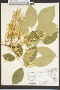 Fraxinus americana var. americana image