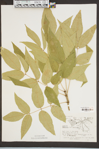 Fraxinus americana var. americana image