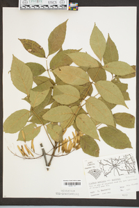 Fraxinus americana var. americana image